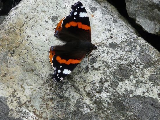 Red Admiral